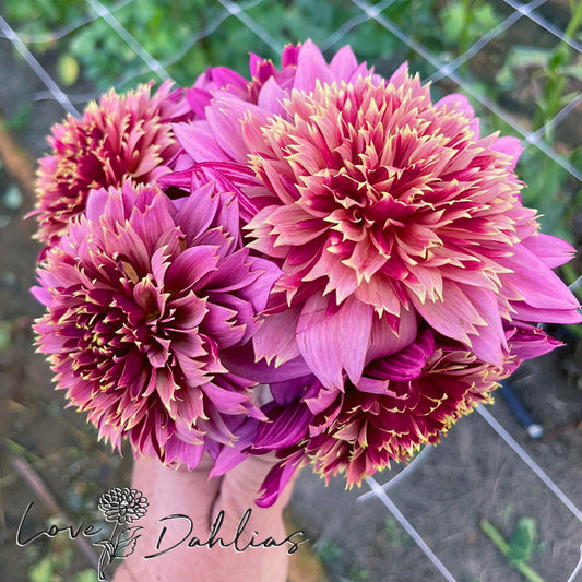 Love Dahlias Dahlia Tubers Bulbs South Africa Mambo