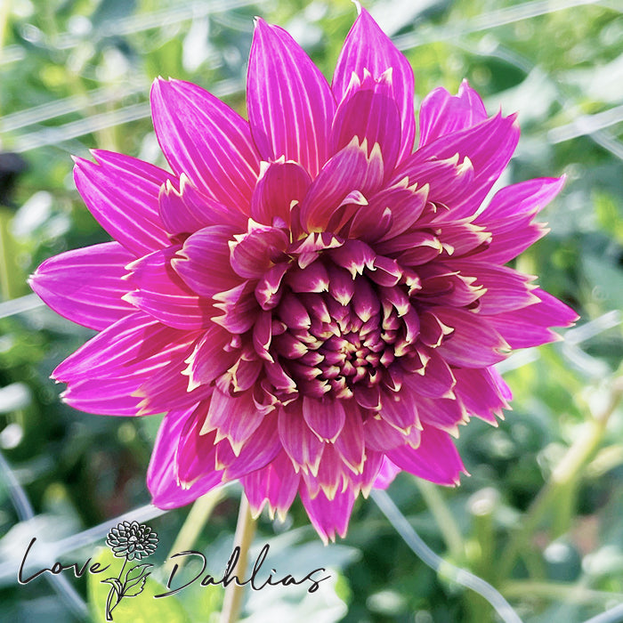 Love Dahlias Dahlia Tubers Bulbs South Africa Mambo