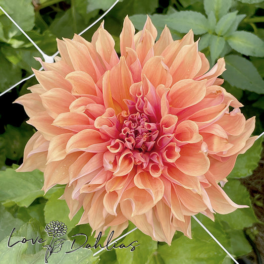 Love Dahlias Dahlia Tubers Bulbs South Africa Mango Madness