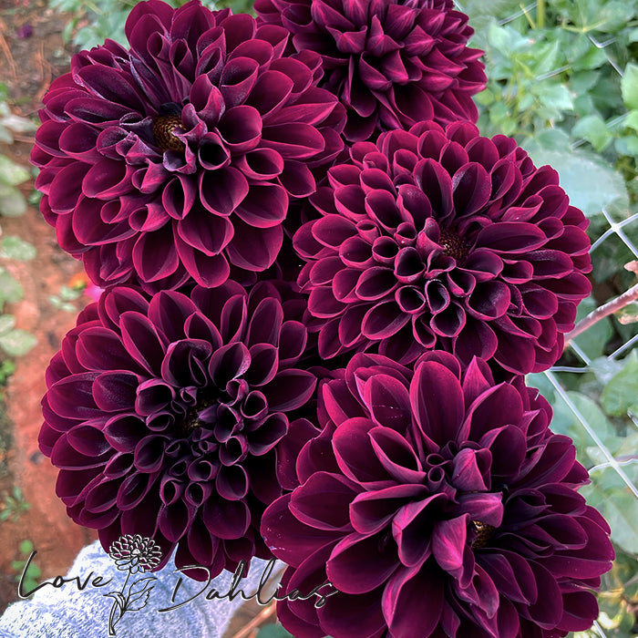 Manoa Dahlia Tuber ( 1 tuber ) – Love Dahlias