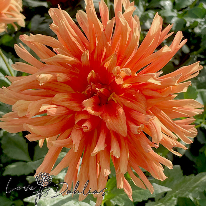 Love Dahlias Dahlia Tubers Bulbs South Africa MC Fanta O