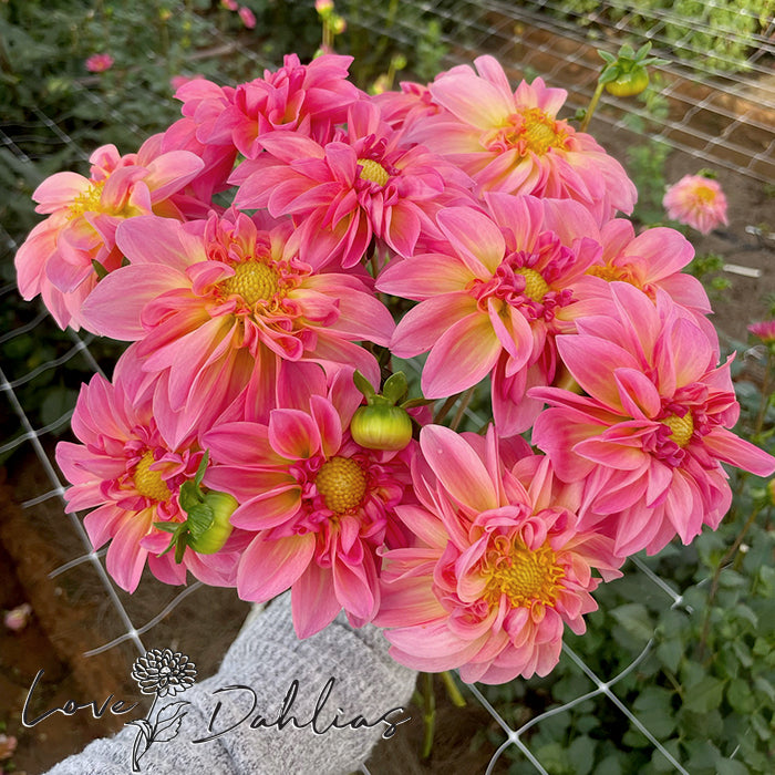 Love Dahlias Dahlia Tubers Bulbs South Africa MC Neon Swirl