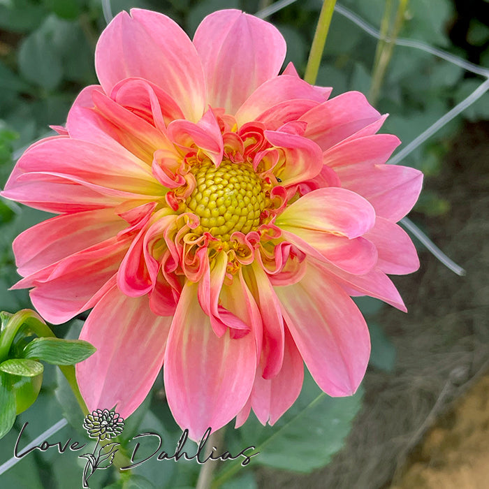 Love Dahlias Dahlia Tubers Bulbs South Africa MC Neon Swirl