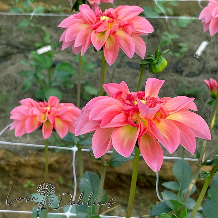 Love Dahlias Dahlia Tubers Bulbs South Africa MC Neon Swirl