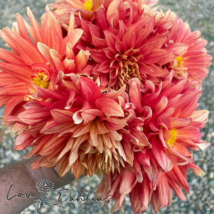 Love Dahlias Dahlia Tubers Bulbs South Africa MC Orange Sunset