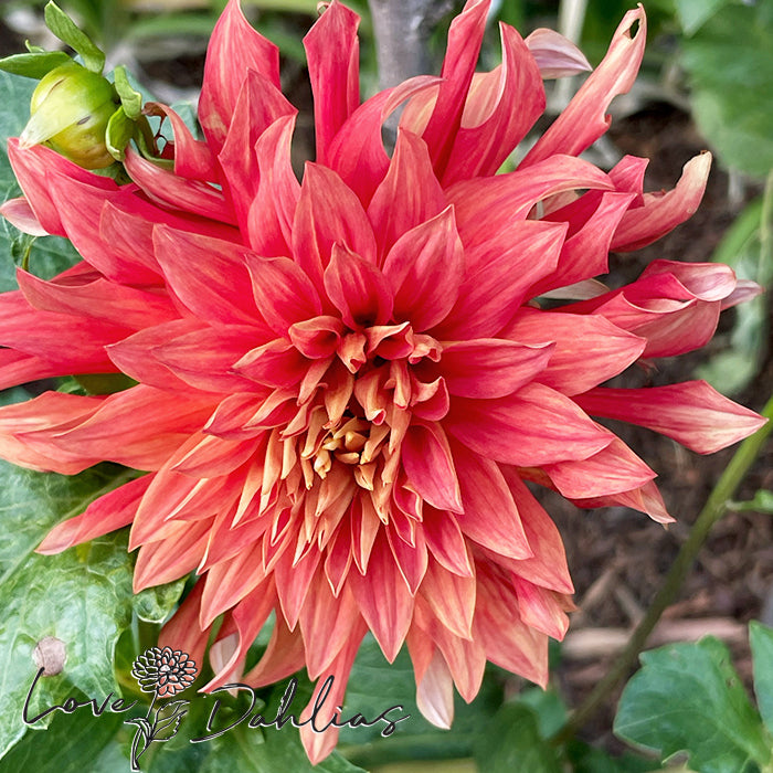 Love Dahlias Dahlia Tubers Bulbs South Africa MC Orange Sunset