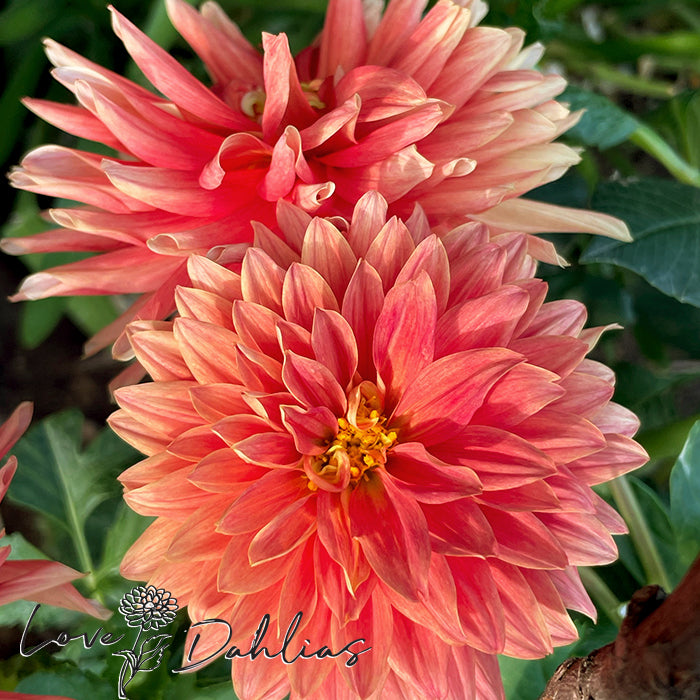 Love Dahlias Dahlia Tubers Bulbs South Africa MC Orange Sunset