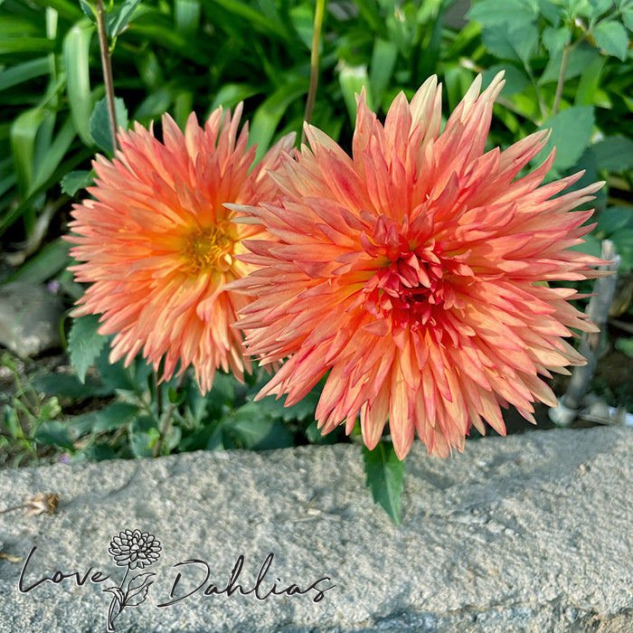 Love Dahlias Dahlia Tubers Bulbs South Africa Mevrouw Clement Andries