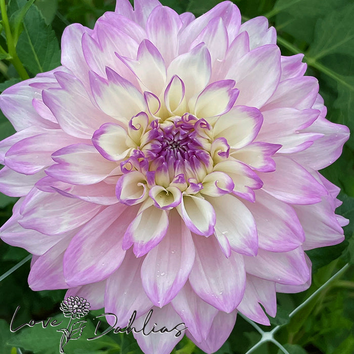 Love Dahlias Dahlia Tubers Bulbs South Africa Mikayla Miranda