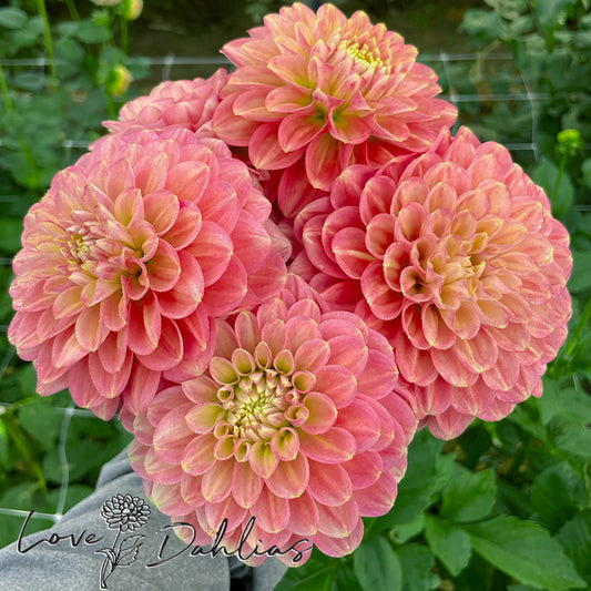 Love Dahlias Dahlia Tubers Bulbs South Africa Milena Fleur 