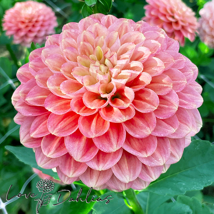 Love Dahlias Dahlia Tubers Bulbs South Africa Milena Fleur 