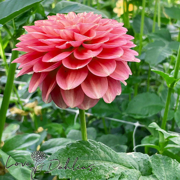 Love Dahlias Dahlia Tubers Bulbs South Africa Milena Fleur 