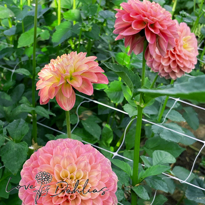 Love Dahlias Dahlia Tubers Bulbs South Africa Milena Fleur 