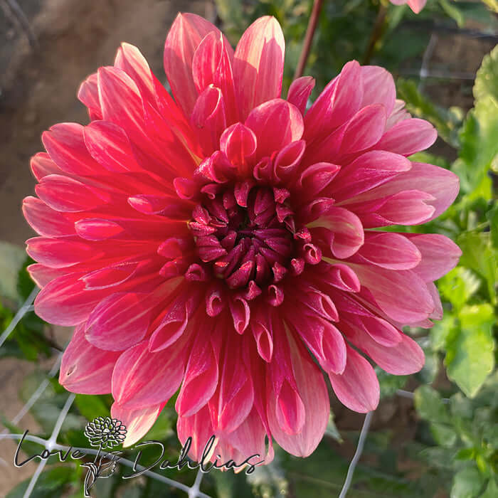 Love Dahlias Dahlia Tubers Bulbs South Africa Misses Dutch