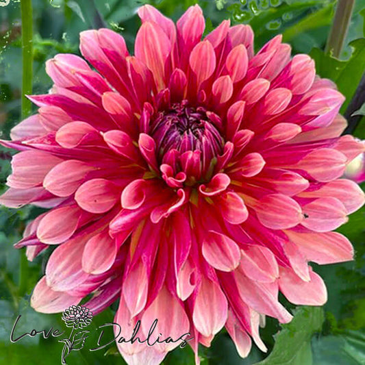 Love Dahlias Dahlia Tubers Bulbs South Africa Misses Dutch