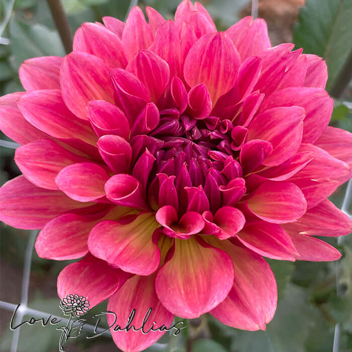 Love Dahlias Dahlia Tubers Bulbs South Africa Misses Dutch