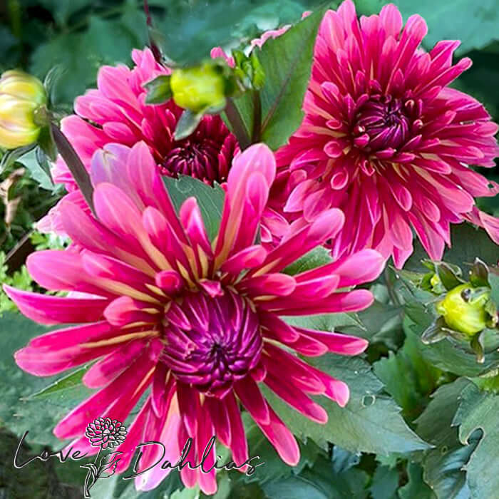 Love Dahlias Dahlia Tubers Bulbs South Africa Misses Dutch