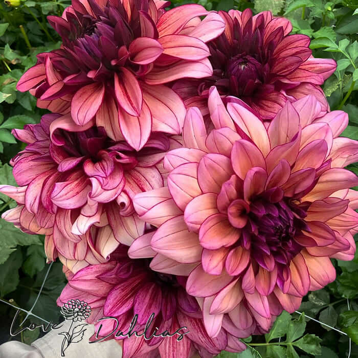 Love Dahlias Dahlia Tubers Bulbs South Africa Molly Raven