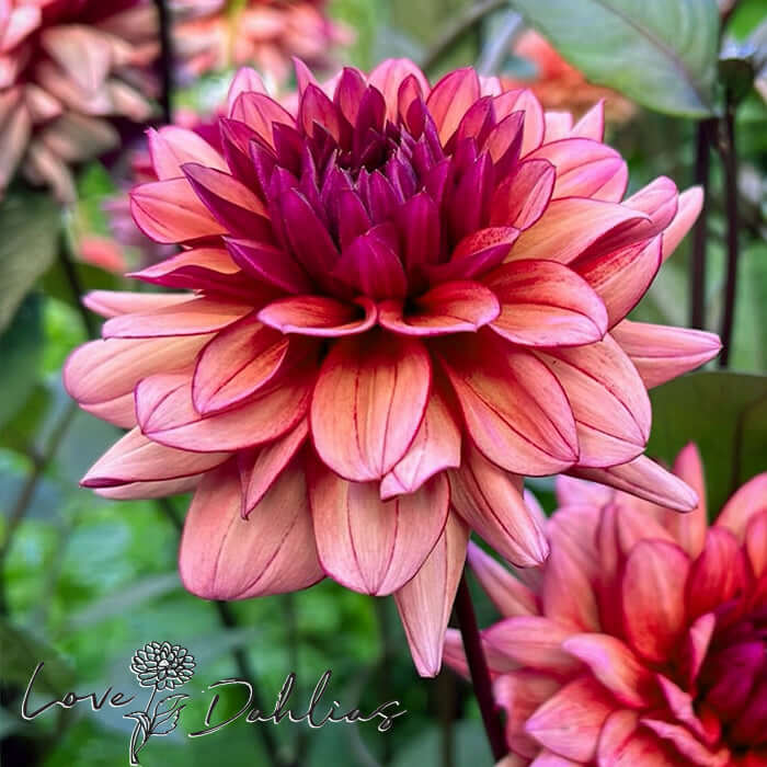 Love Dahlias Dahlia Tubers Bulbs South Africa Molly Raven