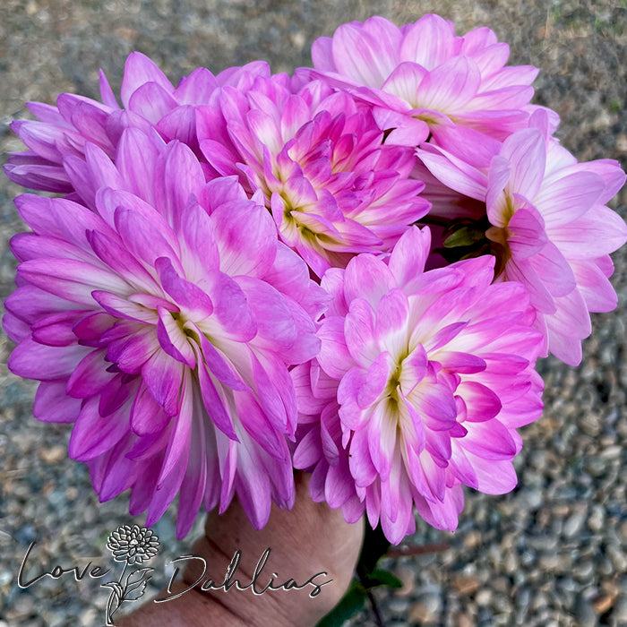 Love Dahlias Dahlia Tubers Bulbs South Africa Nepos