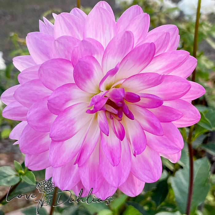 Love Dahlias Dahlia Tubers Bulbs South Africa Nepos