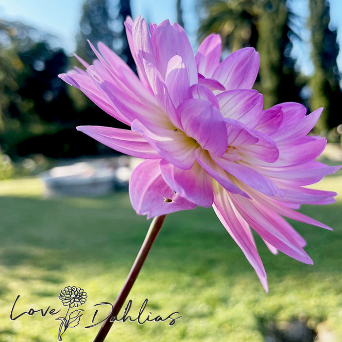 Love Dahlias Dahlia Tubers Bulbs South Africa Nepos