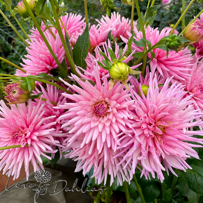 Love Dahlias Dahlia Tubers Bulbs South Africa Park Princess