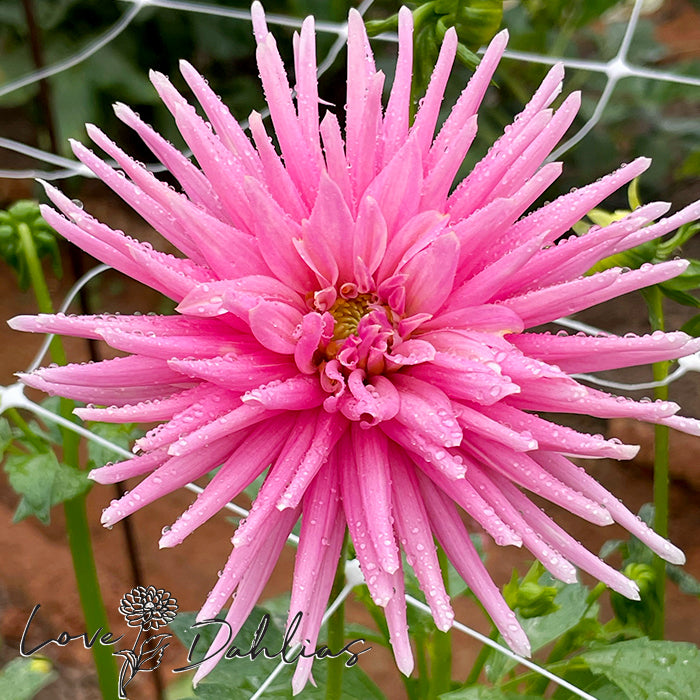 Love Dahlias Dahlia Tubers Bulbs South Africa Park Princess