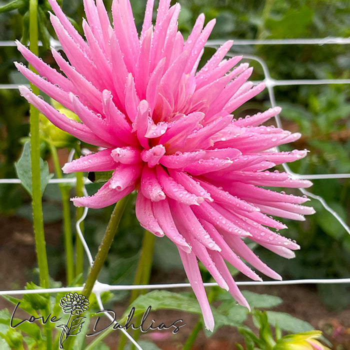 Love Dahlias Dahlia Tubers Bulbs South Africa Park Princess