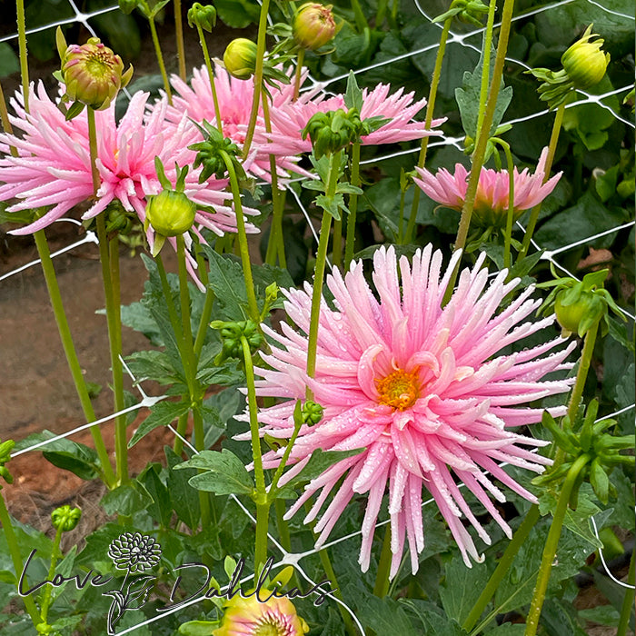 Love Dahlias Dahlia Tubers Bulbs South Africa Park Princess