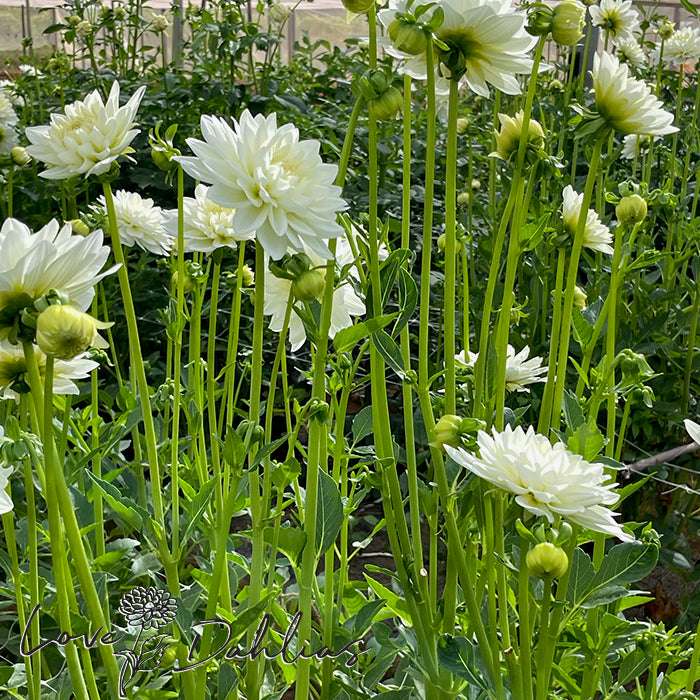 Love Dahlias Dahlia Tubers Bulbs South Africa