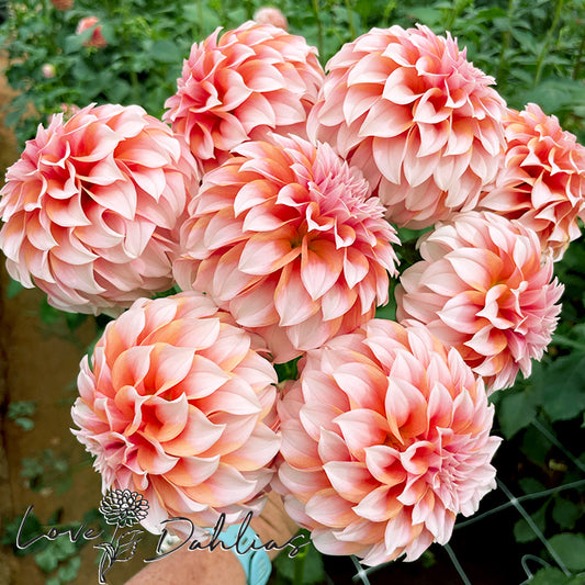 Love Dahlias Dahlia Tubers Bulbs South Africa Peaches