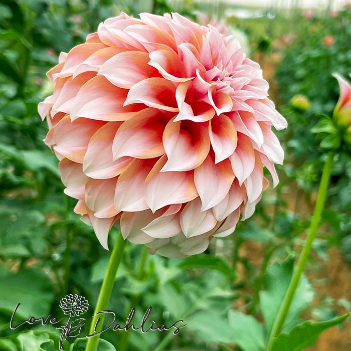 Love Dahlias Dahlia Tubers Bulbs South Africa Peaches