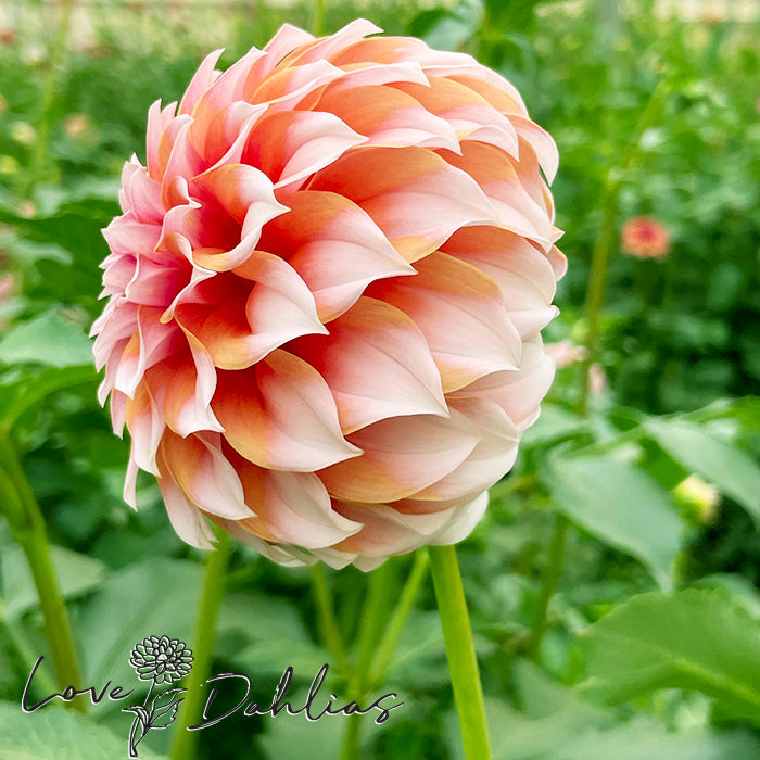 Love Dahlias Dahlia Tubers Bulbs South Africa Peaches