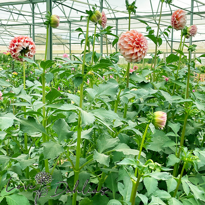 Love Dahlias Dahlia Tubers Bulbs South Africa Peaches