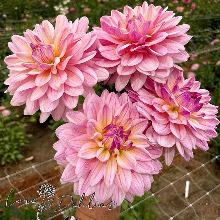 Love Dahlias Dahlia Tubers Bulbs South Africa Pink Magic