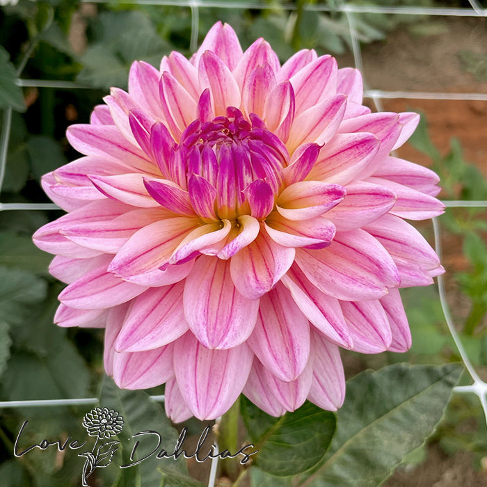 Love Dahlias Dahlia Tubers Bulbs South Africa Pink Magic