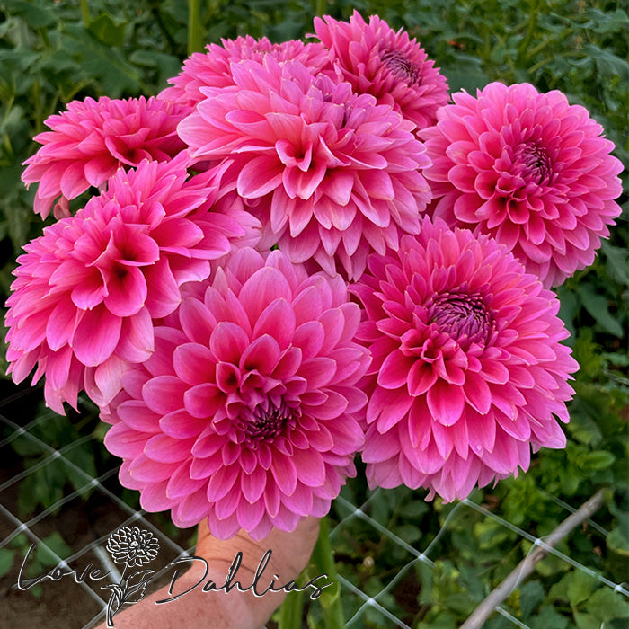 Love Dahlias Dahlia Tubers Bulbs South Africa Pink Runner 