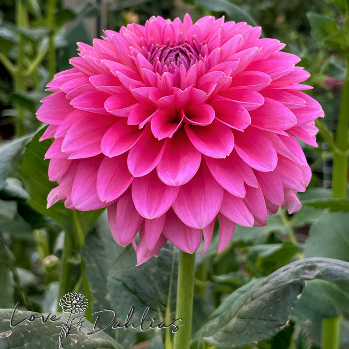 Love Dahlias Dahlia Tubers Bulbs South Africa Pink Runner 