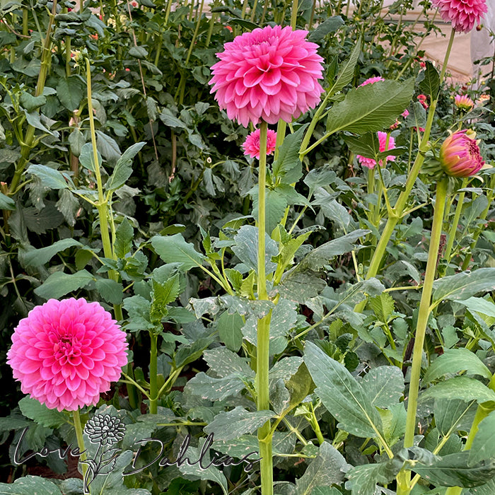 Love Dahlias Dahlia Tubers Bulbs South Africa Pink Runner 