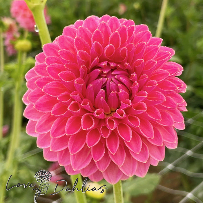 Love Dahlias Dahlia Tubers Bulbs South Africa Pink Suffusion