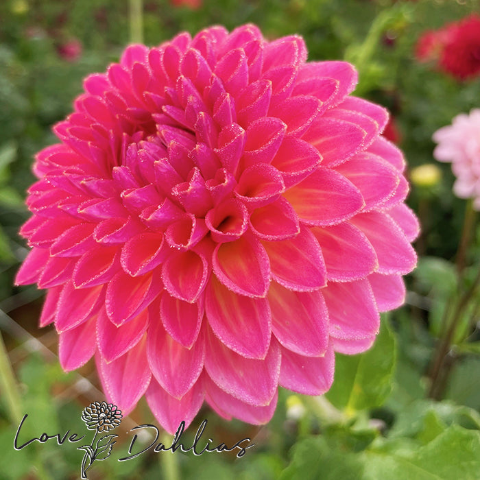 Love Dahlias Dahlia Tubers Bulbs South Africa Pink Suffusion