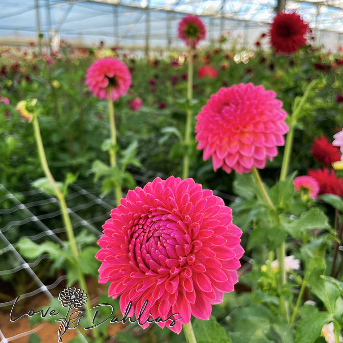 Love Dahlias Dahlia Tubers Bulbs South Africa Pink Suffusion