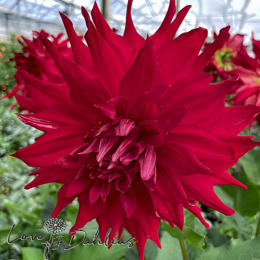 Love Dahlias Dahlia Tubers Bulbs South Africa Pondicherry