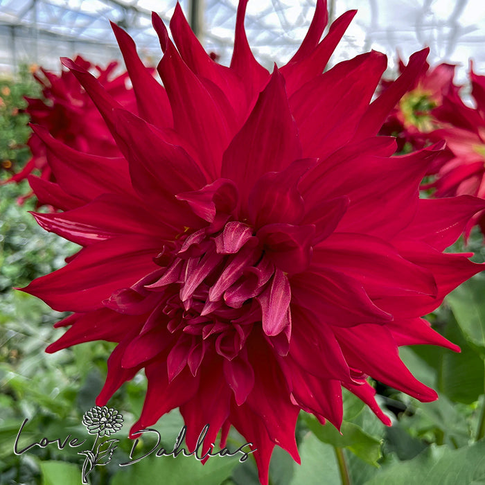 Love Dahlias Dahlia Tubers Bulbs South Africa Pondicherry