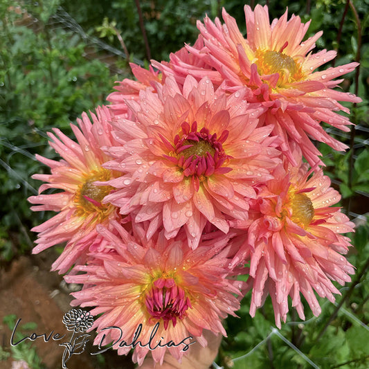 Love Dahlias Dahlia Tubers Bulbs South Africa Preference