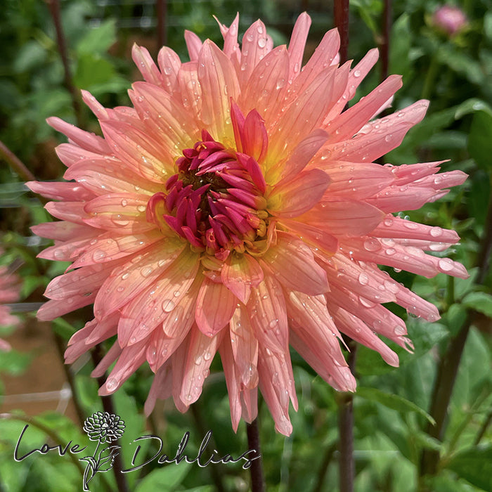 Love Dahlias Dahlia Tubers Bulbs South Africa Preference