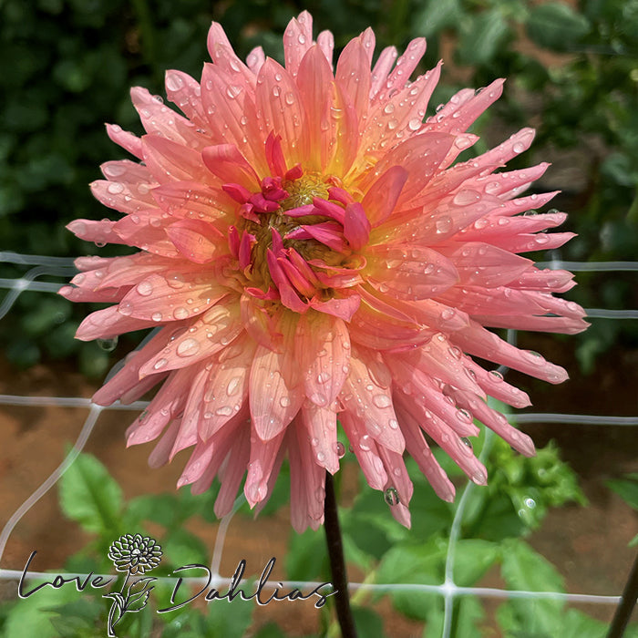 Love Dahlias Dahlia Tubers Bulbs South Africa Preference