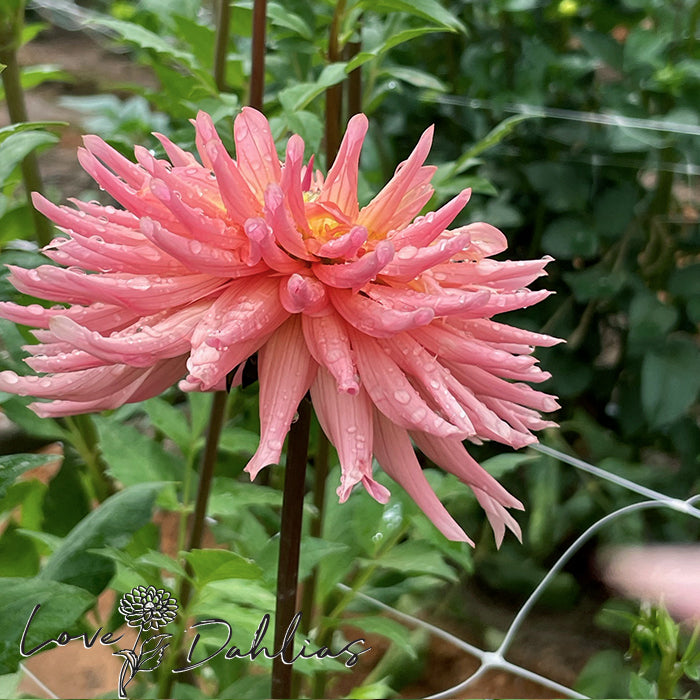 Love Dahlias Dahlia Tubers Bulbs South Africa Preference