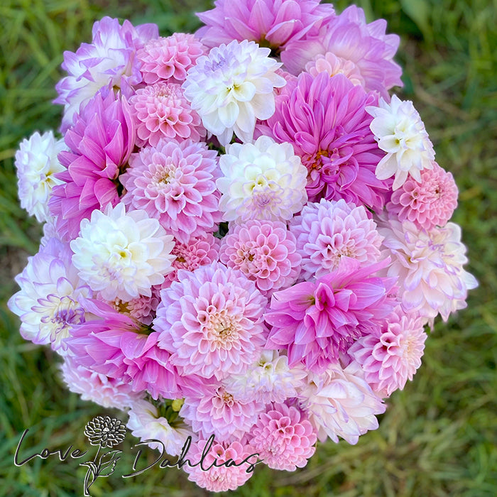 Love Dahlias Dahlia Tubers Bulbs South Africa Pretty in Pink Collection